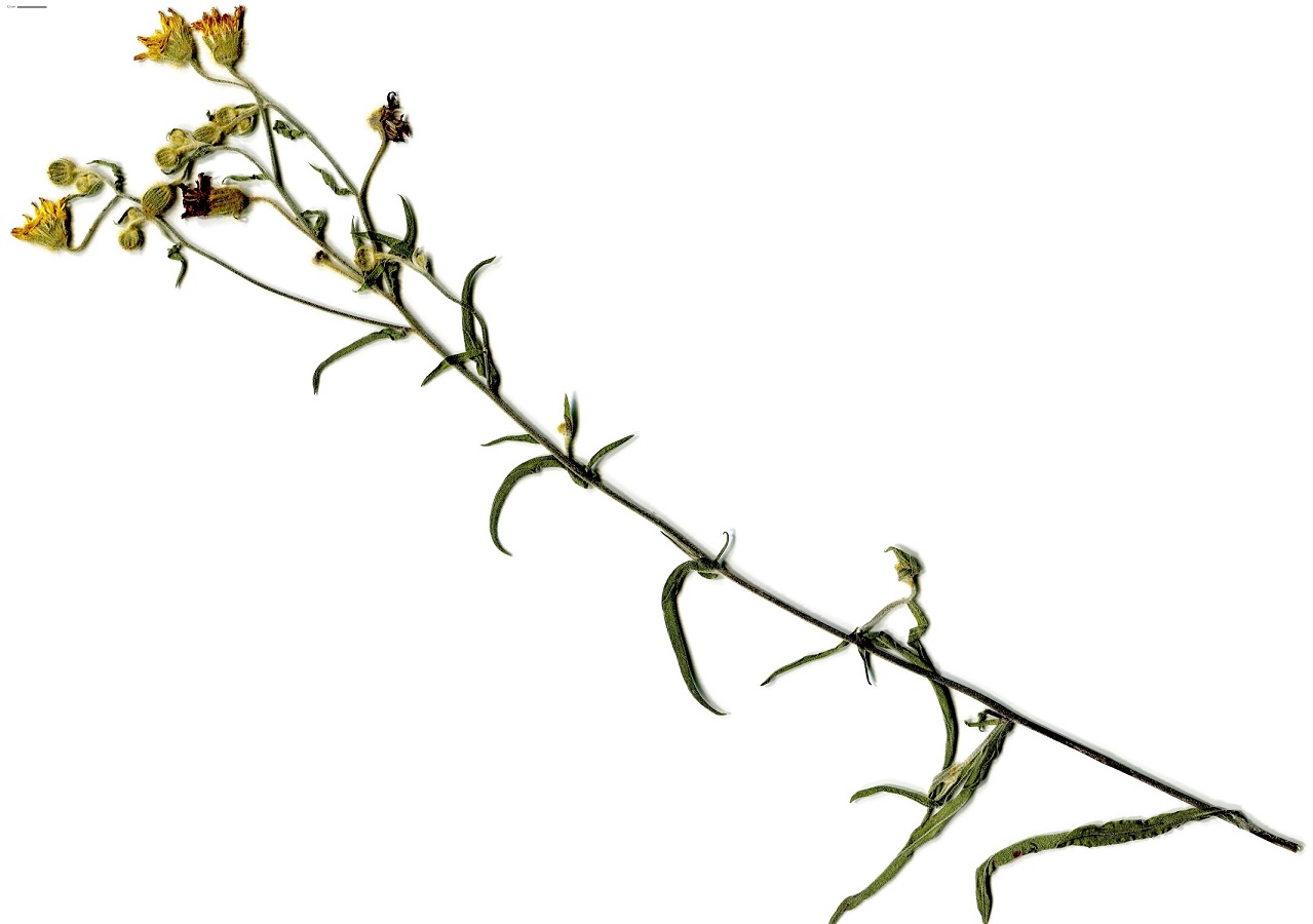 Andryala integrifolia (Asteraceae)